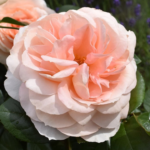 Close-up of pale peach and white double rose petals with dark green leaves