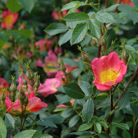 Lady Penzance rose: pink blooms with yellow center and green serrated leaves