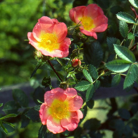 Lady Penzance rose cluster of pink flowers with yellow centers and green foliage