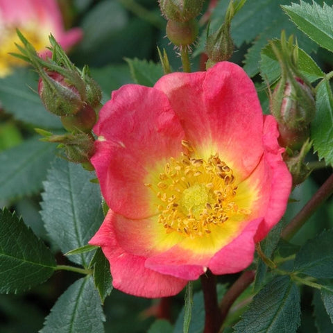 Lady Penzance rose close-up bloom in bright pink with yellow center and green leaves