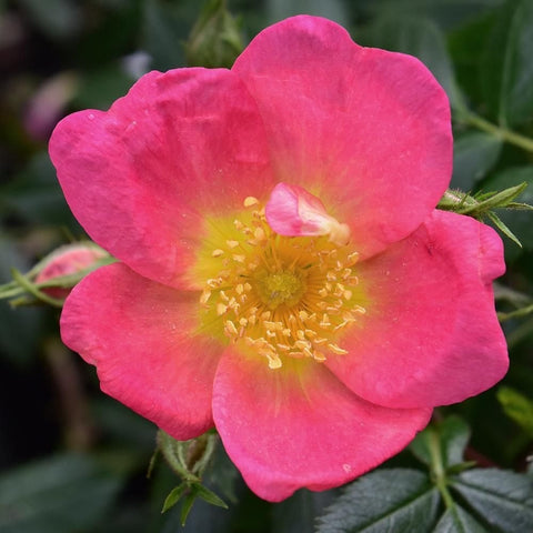 Lady Penzance rose close-up: vivid pink petals with yellow centers and surrounding buds