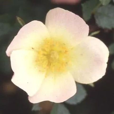 Five-petal white flower with a yellow center