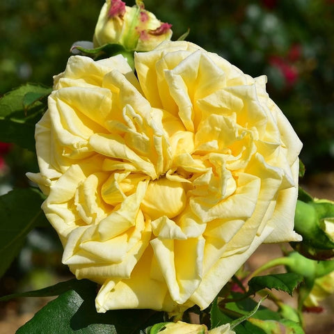 Yellow rose bloom with layered petals on green stems