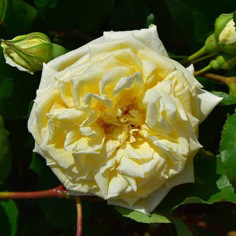 Cream-yellow rose bloom with curled layered petals and buds