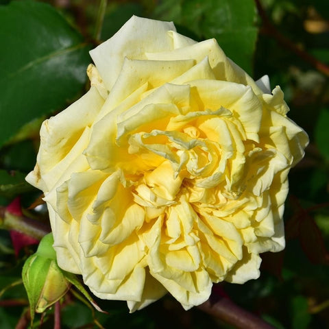 Light yellow rose bloom with layered petals and green leaves
