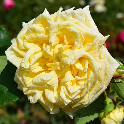 Pale yellow rose bloom with ruffled layered petals and rose buds
