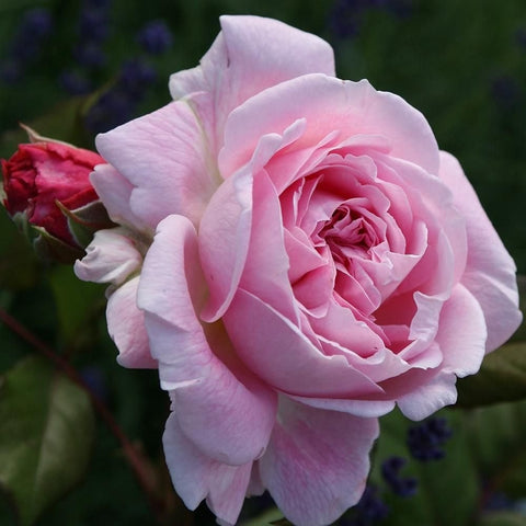 Lovely Parfuma rose plant with soft pink layered double bloom and green foliage