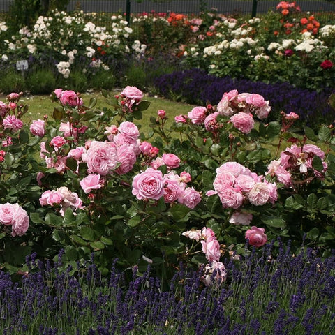 Lovely Parfuma rose shrub with many pink double blooms and green leaves
