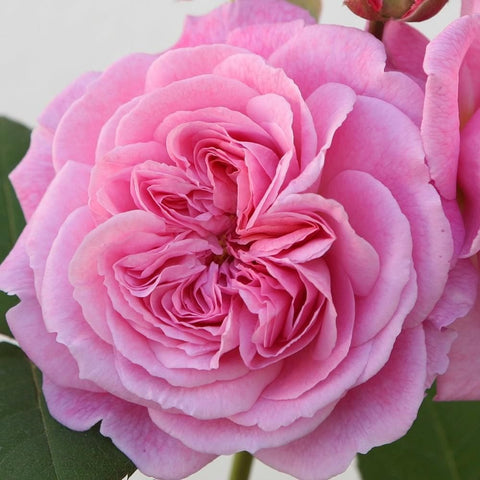 Lovely Parfuma rose plant close-up of light pink ruffled double flower