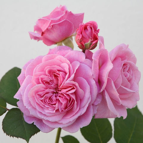 Lovely Parfuma rose plant with large pale pink double bloom and smaller buds