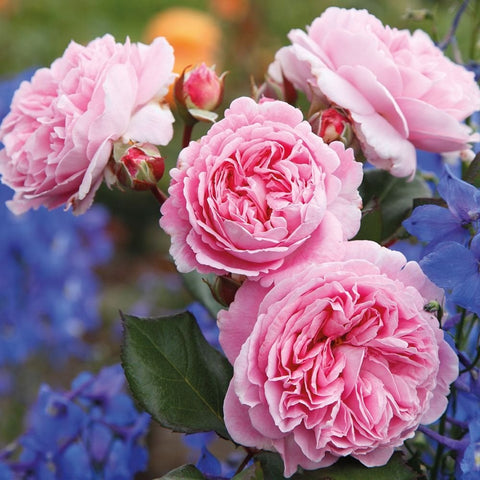 Lovely Parfuma rose plant with pale pink double blossoms and green leaves