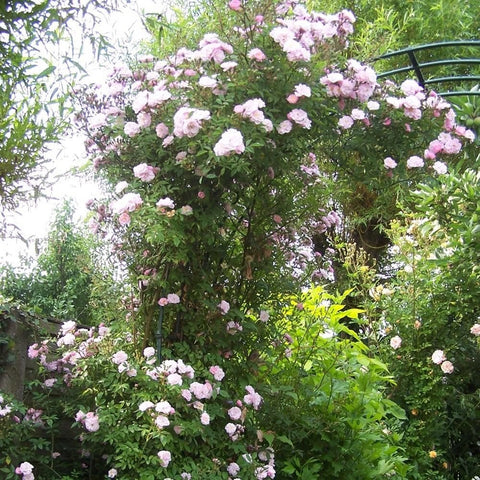 Little Rambler rose shrub covered in pale pink blossoms with dense green foliage