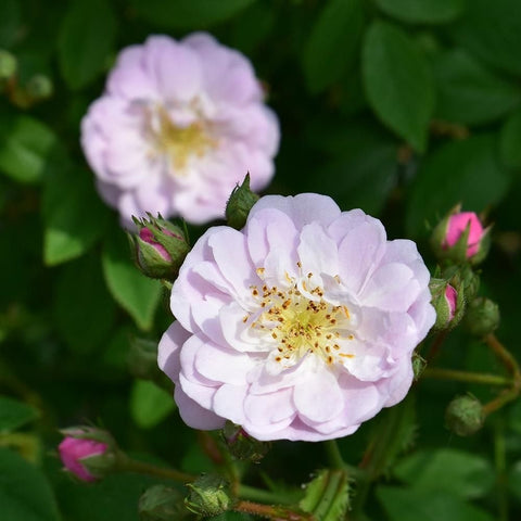 Little Rambler rose shrub single pale pink and white rose bloom with yellow stamens and buds