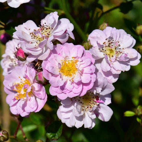 Little Rambler rose shrub with pale pink and white double flowers, yellow centers, green leaves