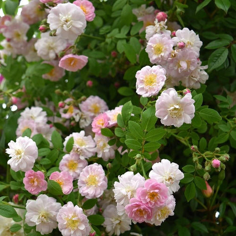 Little Rambler rose shrub clusters of creamy white and pale pink flowers with green leaves