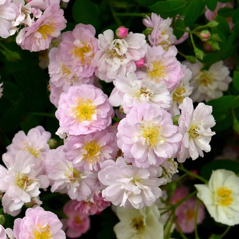 Little Rambler rose shrub close-up of pale pink and white double blossoms with yellow centers