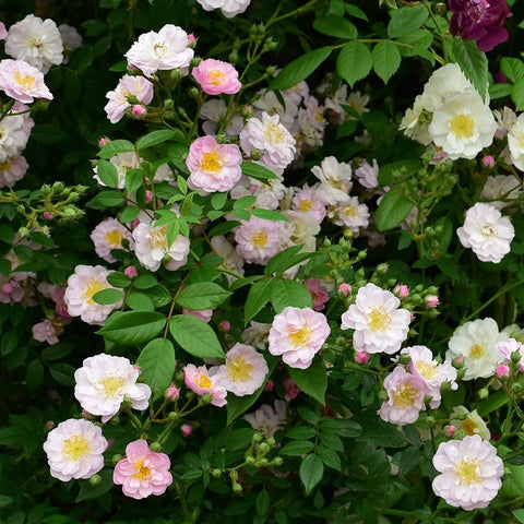 Little Rambler rose shrub abundance of white and light pink double flowers on leafy stems