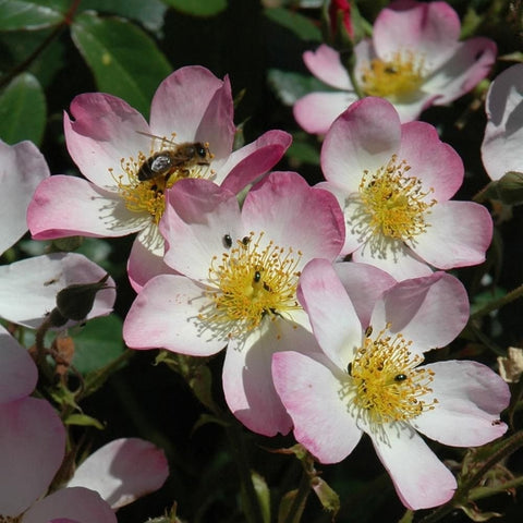 Rose flowers with pink-and-white petals, yellow centers, and a bee on blossom