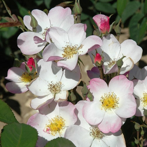 White rose flowers with pale pink edges and yellow stamens on green stems