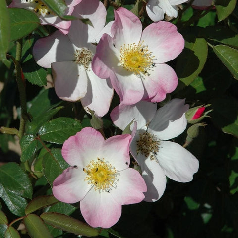 Pink-and-white rose blossoms with yellow stamens and green leaves