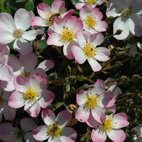 Cluster of pink-and-white rose flowers with yellow stamens and small buds