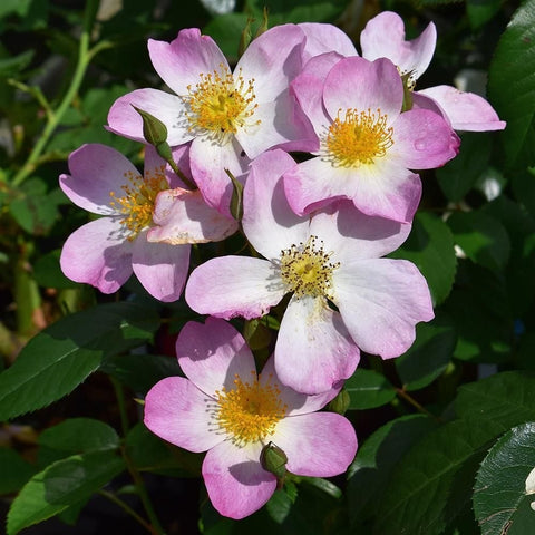 Rose blooms with pink petals, white centers, and yellow stamens