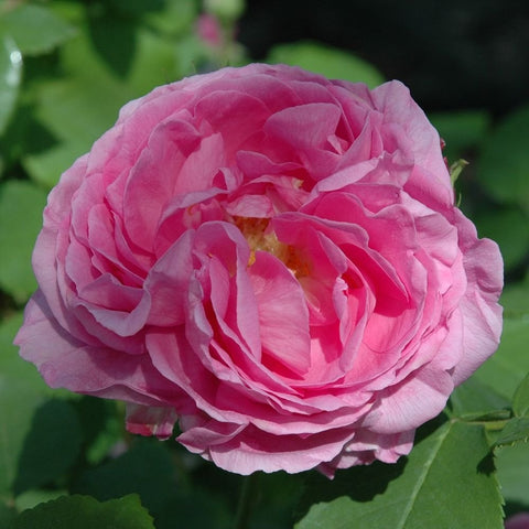 Soft pink rose bloom with ruffled petal layers and green leaves around it.