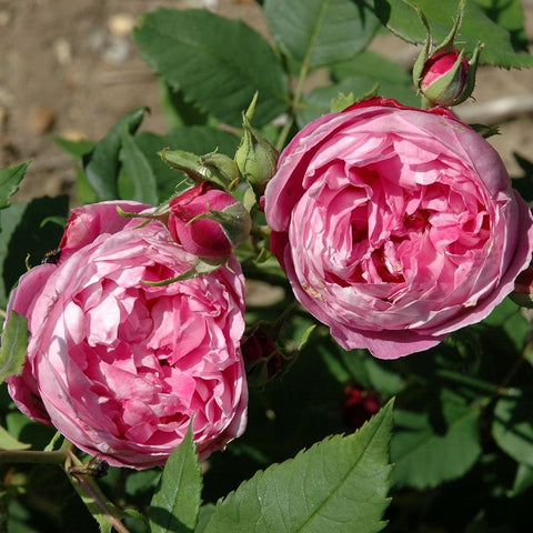 Two pink rose blooms with buds on green stems and serrated leaves.