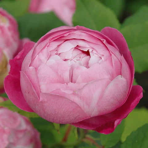 Pink rose in full bloom with layered petals and green leaves in the background.