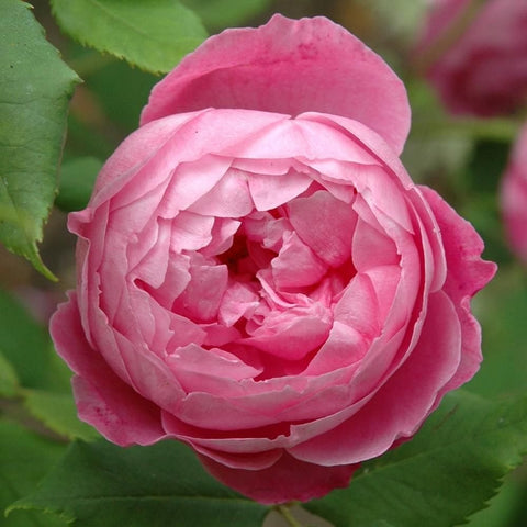 Pink rose flower showing curled petals and green foliage in view.