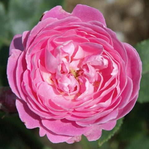 Close-up of a vivid pink rose with ruffled layers and bright inner petals.