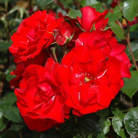 Cluster of red rose blossoms with layered petals and green leaves on stems