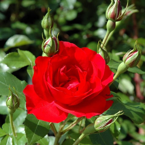 Red rose blossom with several green buds and pointed stems, surrounded by leaves