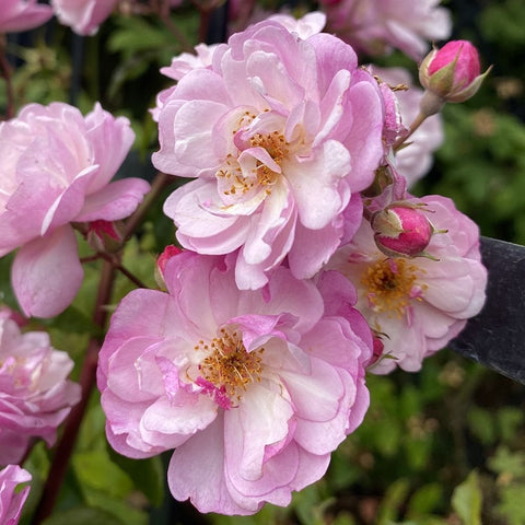 Potted rose with pale lavender-pink double blooms and green buds, close-up