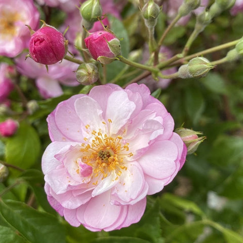Rose bloom with light pink petals, yellow stamens, and surrounding green buds