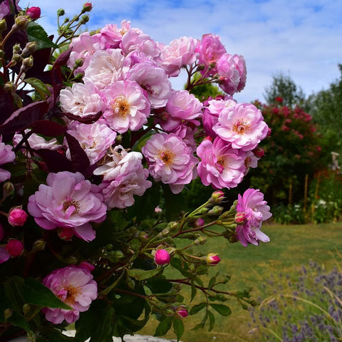 Cluster of pale pink rose flowers with buds on leafy stems