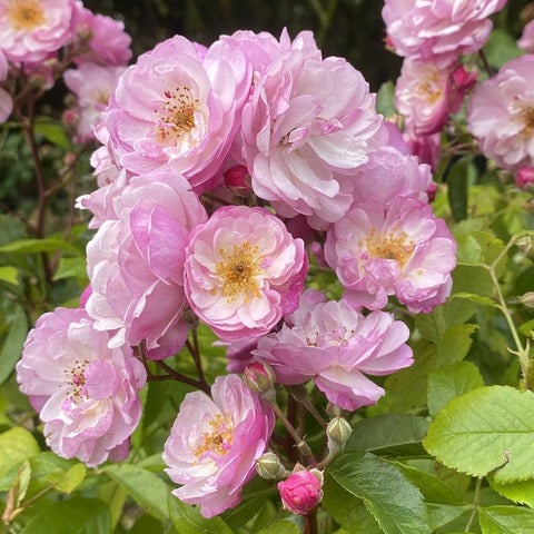 Pink double rose flowers with yellow centers and green leaves, tight close-up