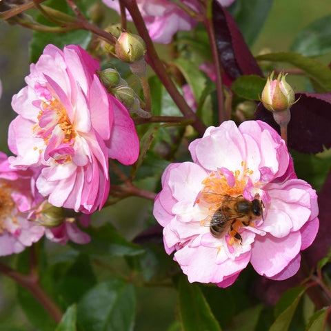 Pink rose blooms with green buds and a bee on one flower