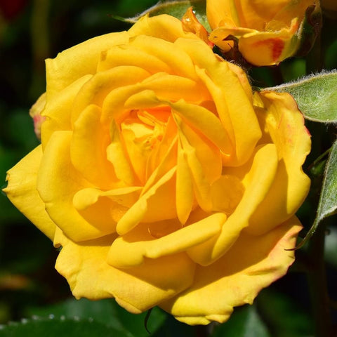 Close-up rose flower with bright yellow layered petals and green sepals