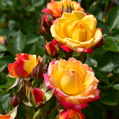 Rose plant with yellow blooms, red-pink buds, and glossy green leaves