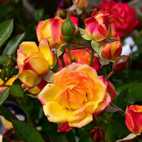 Little Sunset rose plant with orange-yellow and pink bi-color blooms, green leaves