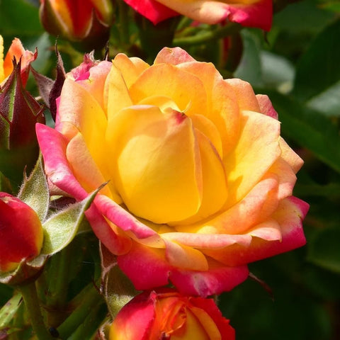 Rose bloom with warm yellow petals and pink edges, surrounded by green buds