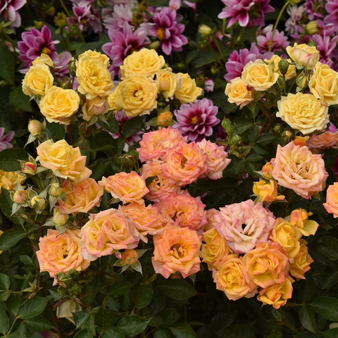 Rose plant with clusters of yellow, peach, and pink double blooms