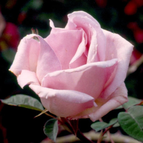 Climbing rose plant with pale pink open flower cluster and green foliage