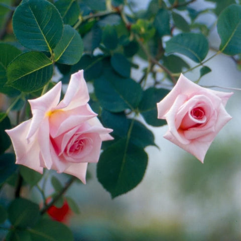 Climbing rose plant with two pale pink blossoms on leafy stems