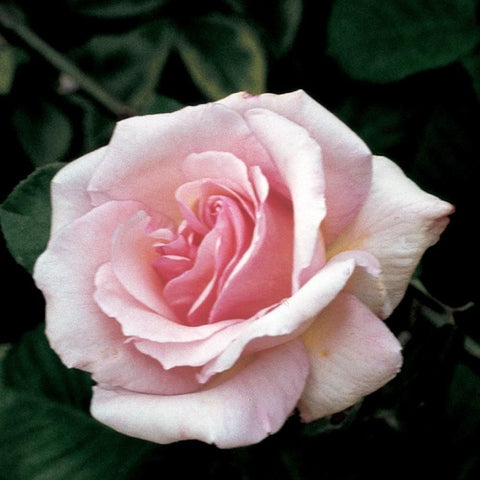 Climbing rose plant with pale pink double bloom and green leaves