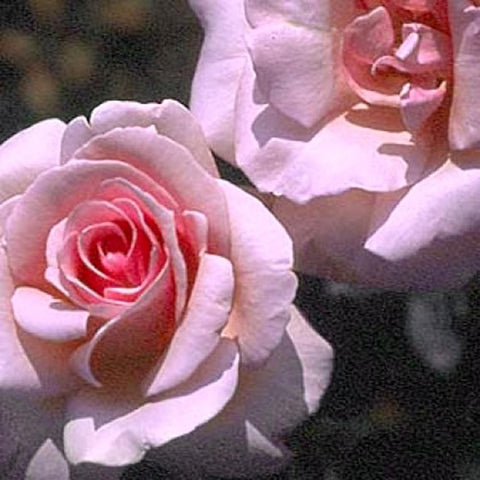 Climbing rose plant with pale pink rose blooms on leafy branches