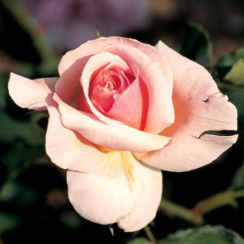 Climbing rose plant with large pale pink rose bloom and green leaves