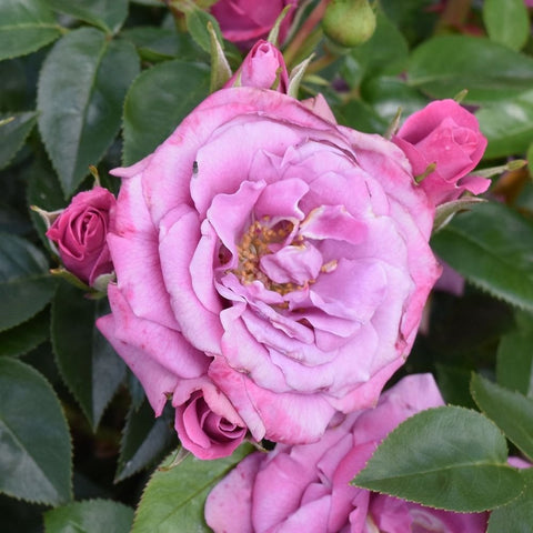 Pink lavender rose bloom with curled petals and green leaves