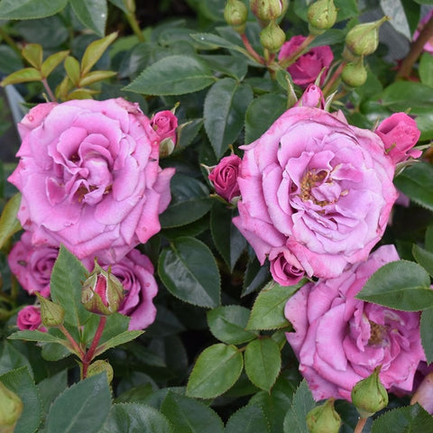 Cluster of pink lavender rose blooms with buds and green leaves
